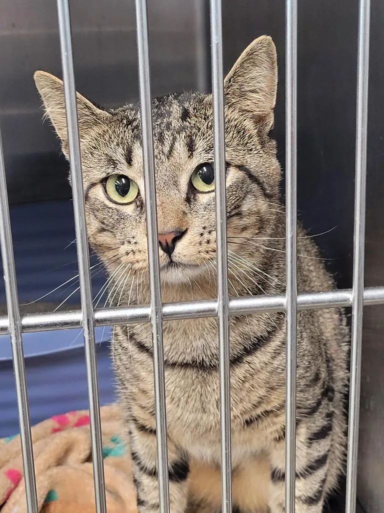 An adult large-sized male Domestic Short Hair cat named Ashton for adoption in Hopkinsville, KY
