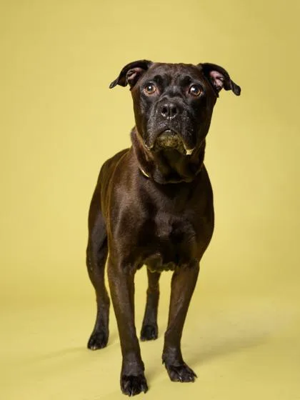 An adult large-sized male Mixed Breed dog named Papa Bear for adoption in Atlanta, GA