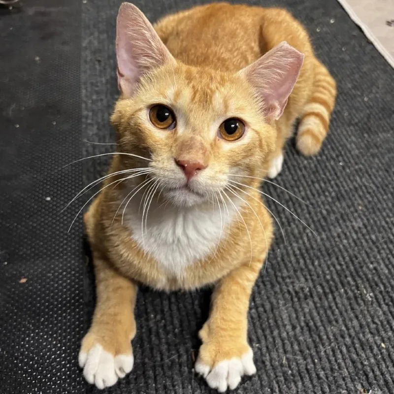 A young small-sized male Orange / Red Domestic Short Hair cat named Cheddar for adoption in Orlando, FL
