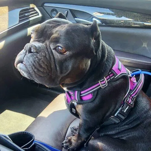 A young medium-sized female English Bulldog dog named Chanel for adoption in Glendale, AZ