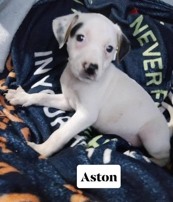 A baby medium-sized male American Bulldog dog named Aston for adoption in Winter haven, FL