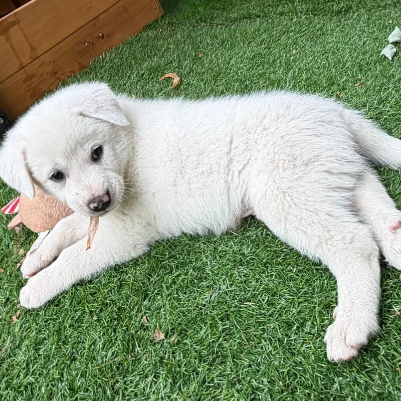Bama thumbnail 6