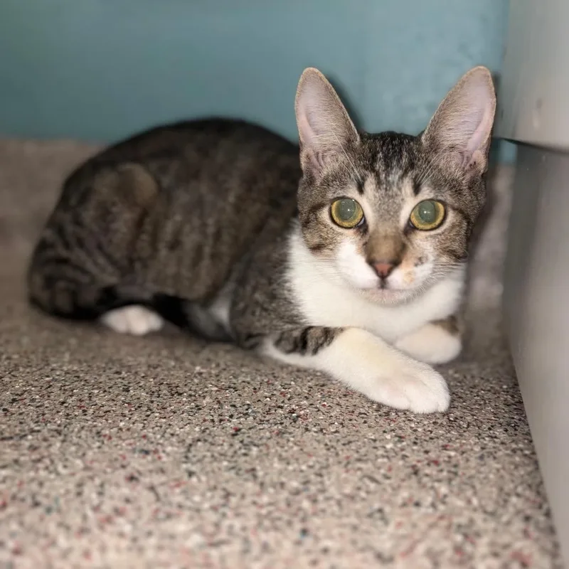 A baby small-sized male Domestic Short Hair cat named Mickey for adoption in Sarasota, FL
