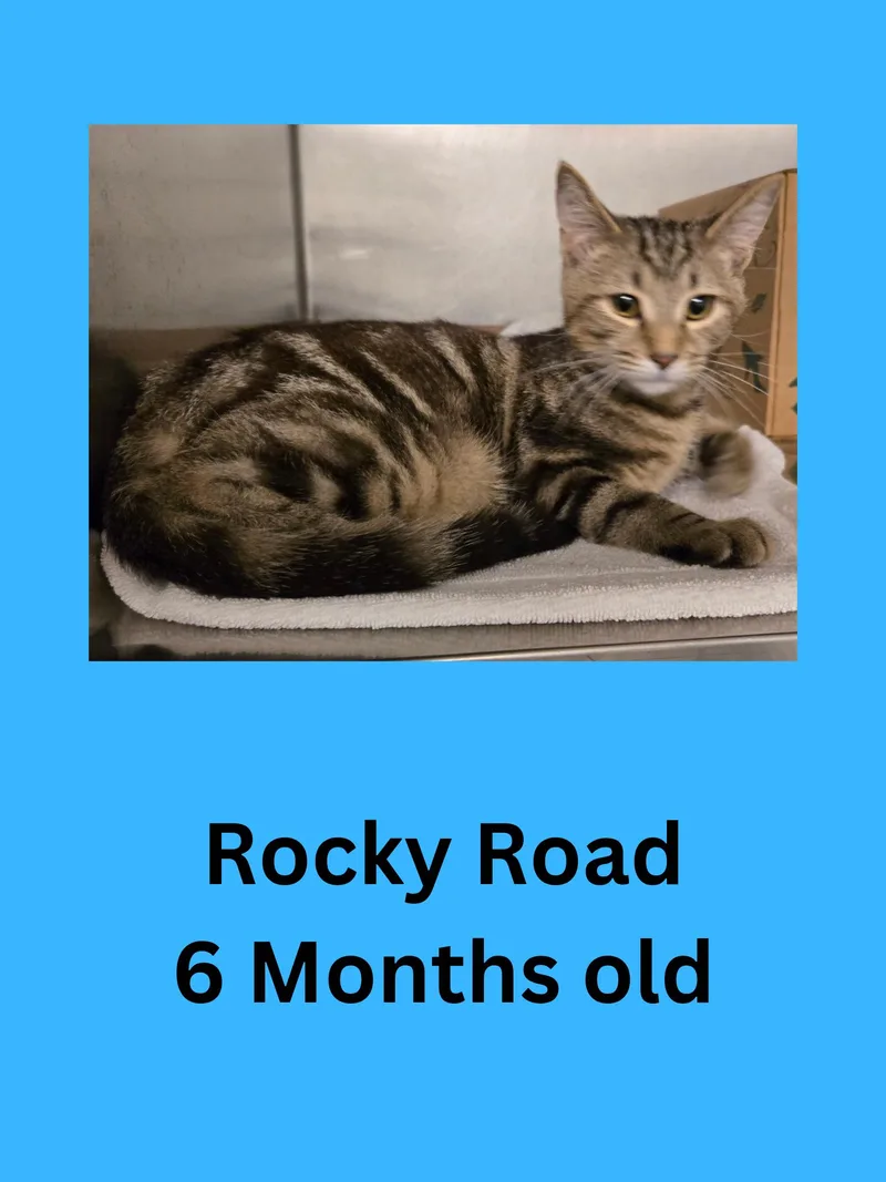 An adult medium-sized male Domestic Short Hair cat named Rocky Road for adoption in Ravenna, OH