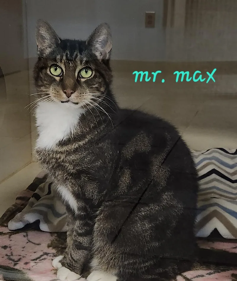 A senior large-sized male Tabby (Buff / Tan / Fawn) Domestic Short Hair cat named Mr. Max for adoption in Sewaren, NJ