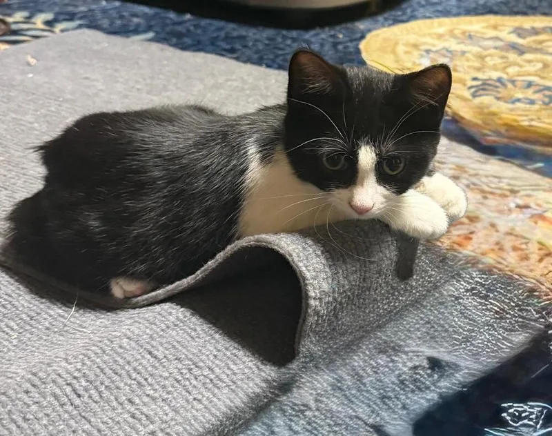 A baby small-sized female Black & White / Tuxedo Domestic Short Hair cat named Georgia for adoption in Breinigsville, PA