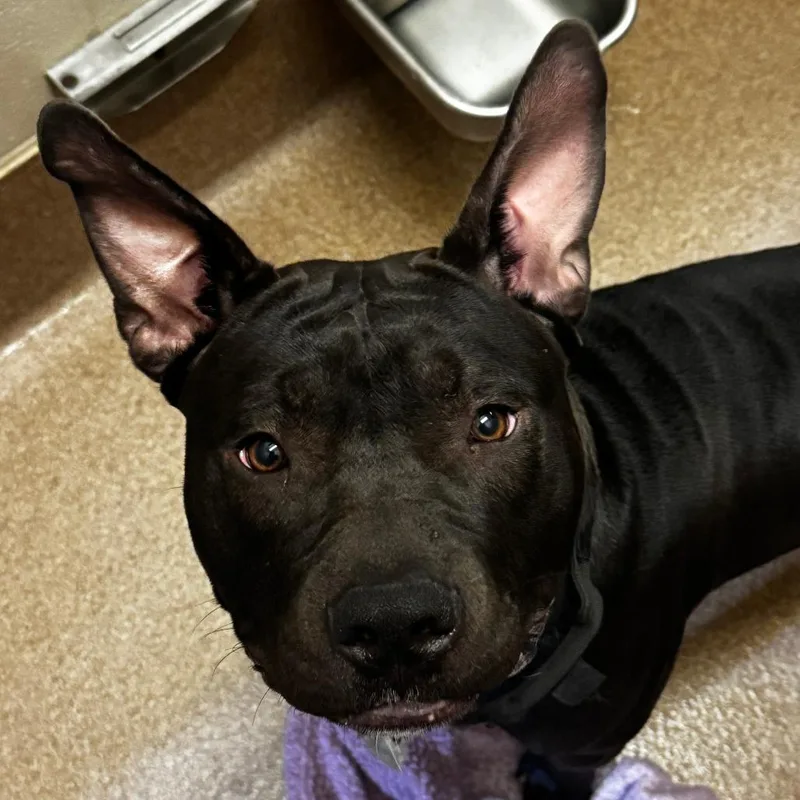 A young large-sized male American Bulldog dog named Loki for adoption in Hinesville, GA