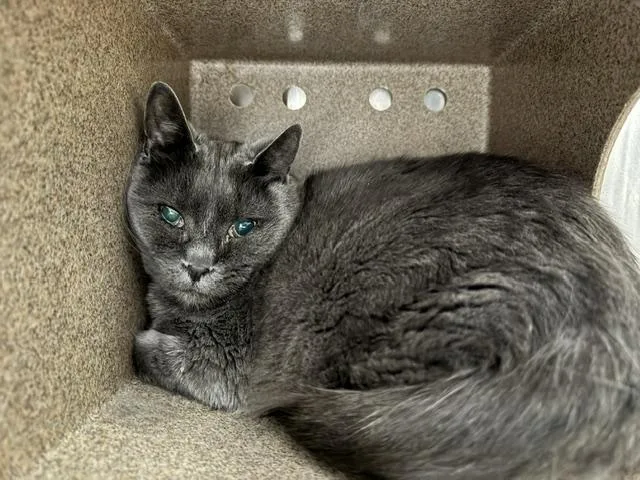 An adult medium-sized male Domestic Short Hair cat named Bones for adoption in Pueblo, CO