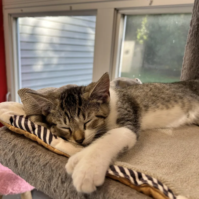 A baby small-sized male Gray & White Domestic Short Hair cat named Frankie for adoption in North Haven, CT
