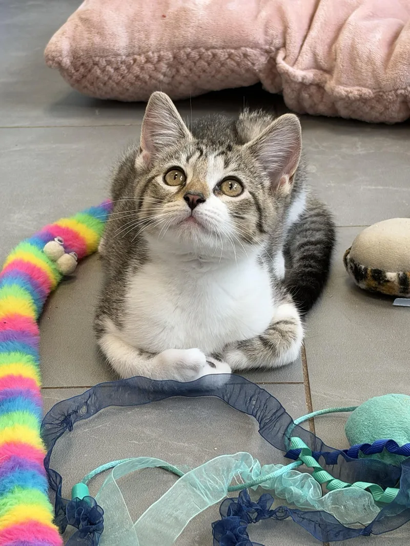 Frankie thumbnail 3