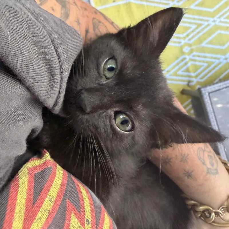 A baby small-sized female Black Domestic Short Hair cat named Moira Rose for adoption in Los Angeles, CA