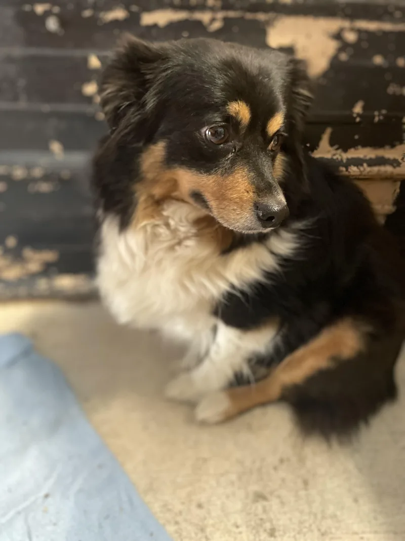 An adult medium-sized female Australian Shepherd dog named Marley for adoption in Tracy City , TN