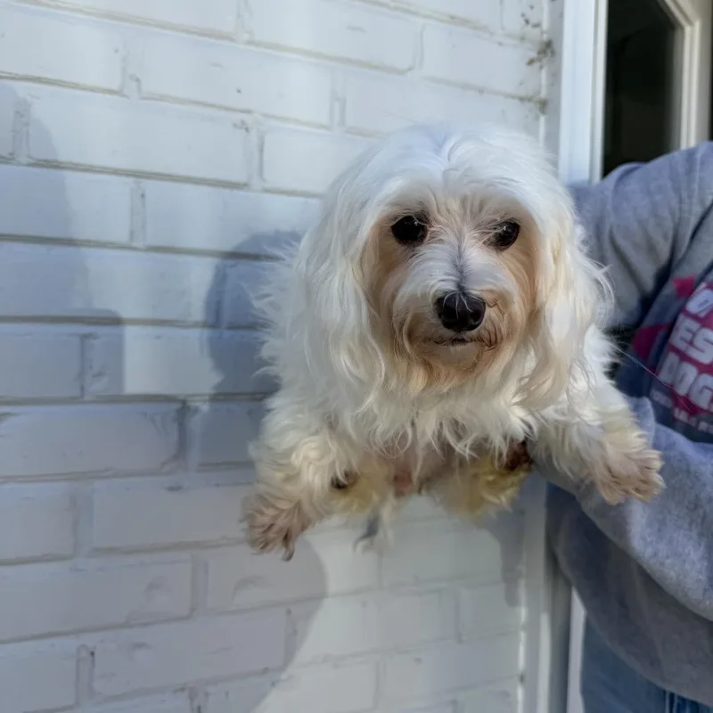 A senior small-sized female Maltese dog named Georgia Washington for adoption in Northbrook, IL
