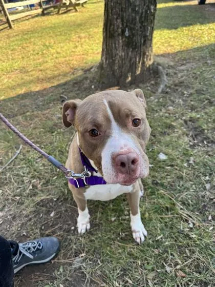 An adult medium-sized male Brown / Chocolate Mixed Breed dog named Hunter for adoption in Reisterstown, MD