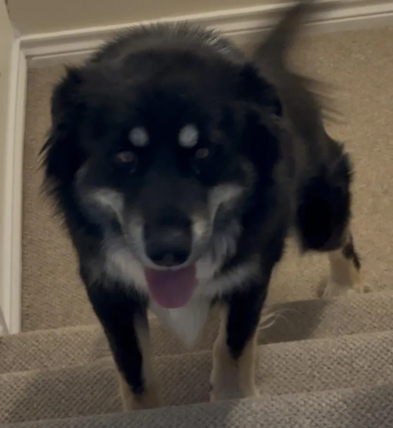 An adult medium-sized male Shepherd dog named Dave for adoption in Thornton, CO