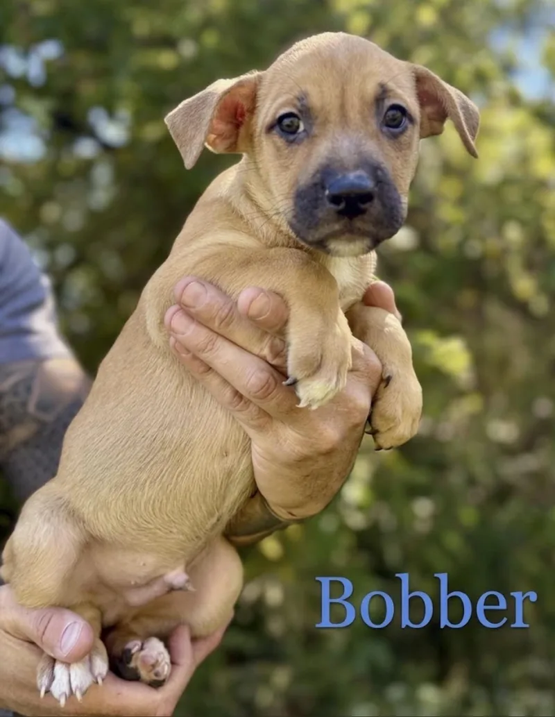 A baby medium-sized male Golden Mixed Breed dog named Bobber for adoption in Iron Ridge, WI