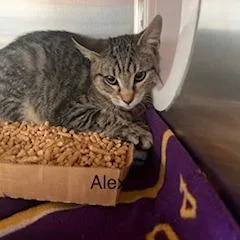 A young small-sized male Domestic Short Hair cat named Alex for adoption in Knoxville, TN