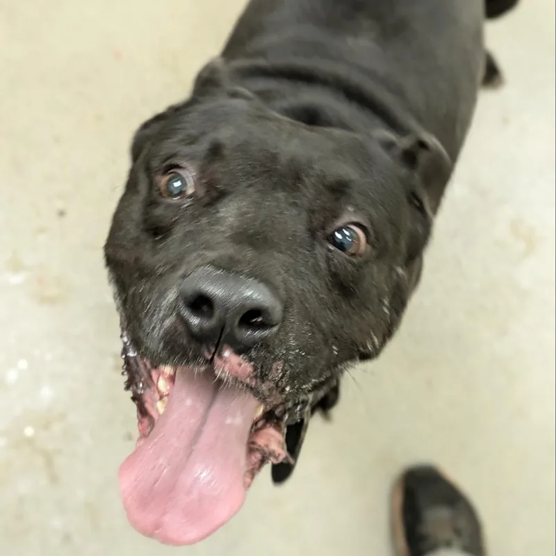 An adult large-sized male Black Mixed Breed dog named Prince for adoption in Roanoke, VA