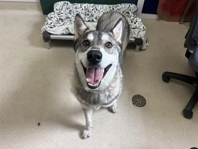 A young large-sized female Siberian Husky dog named Barbie for adoption in McKinleyville, CA