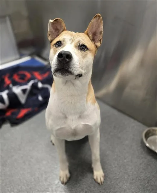 A young large-sized male Mixed Breed dog named Zodiac for adoption in Dallas, TX