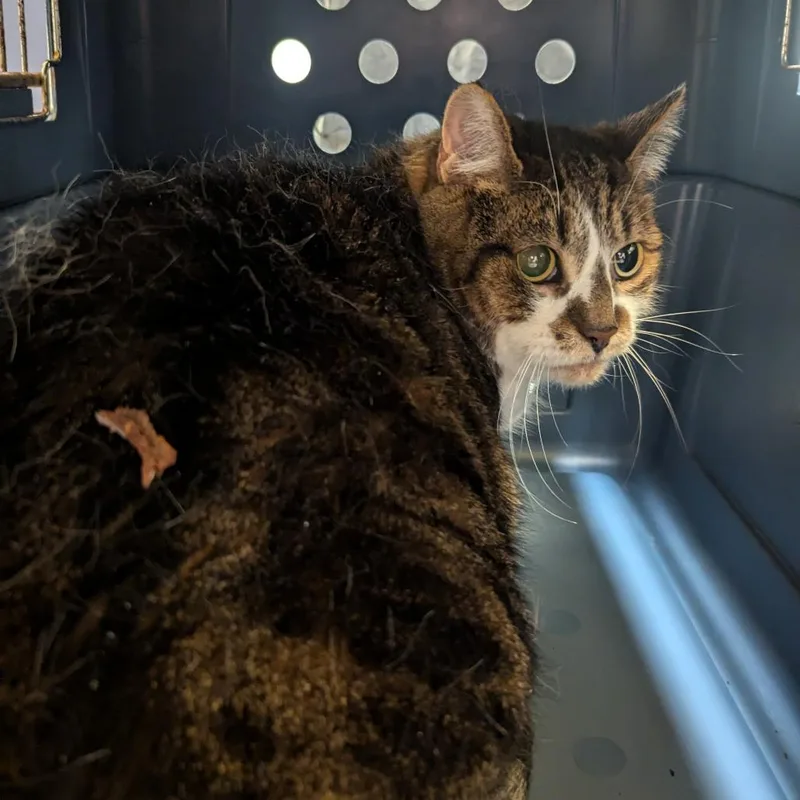 A senior large-sized female Domestic Short Hair cat named Al Dente for adoption in Charlottesville, VA