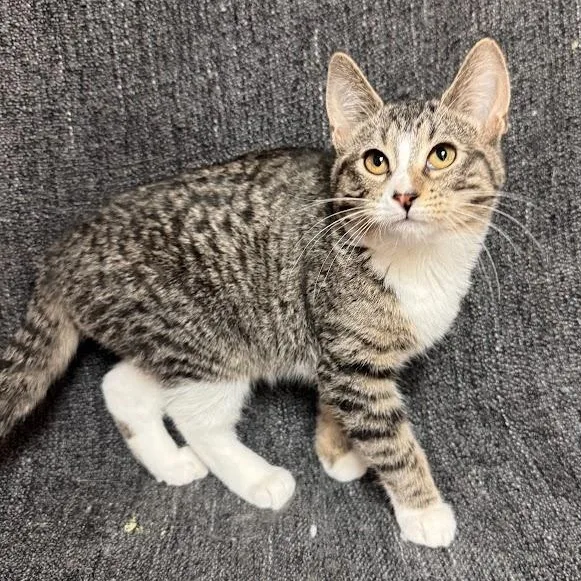 A young medium-sized female Tabby (Brown / Chocolate) Domestic Short Hair cat named Maru for adoption in Waterloo, IA