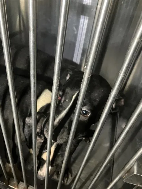 A baby large-sized female Mixed Breed dog named Hyacinth for adoption in Dallas, TX