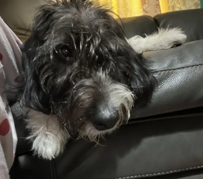 A young medium-sized male Black Poodle dog named Tommy for adoption in Carey, OH