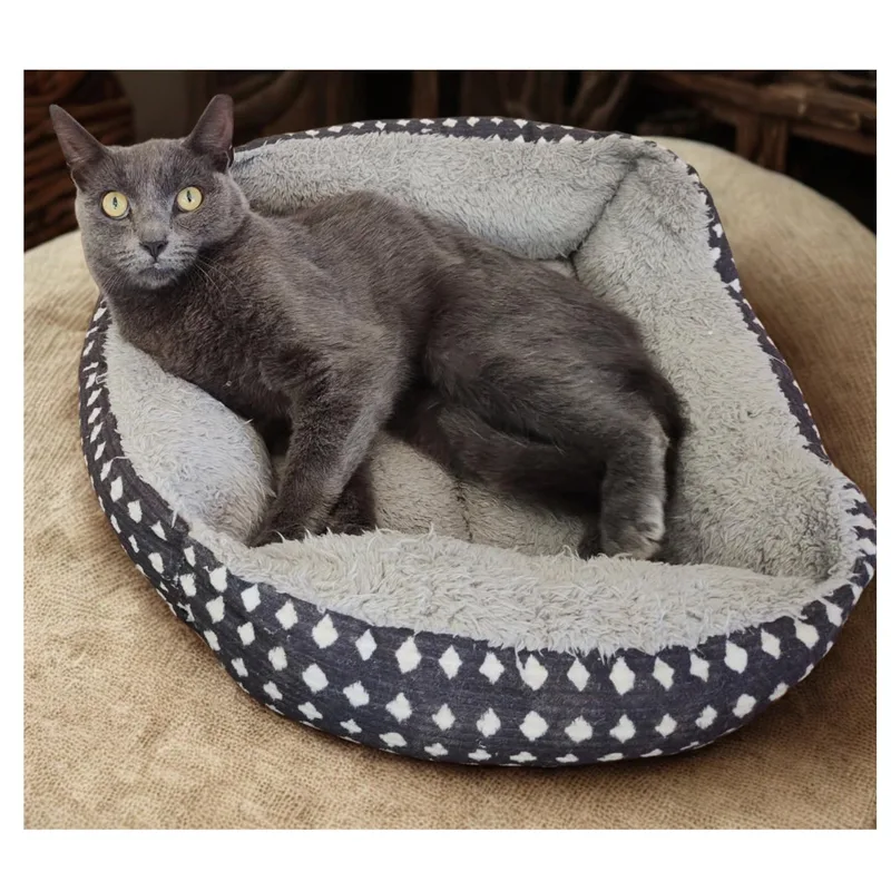 An adult medium-sized male Russian Blue cat named Slator for adoption in Charlotte, NC