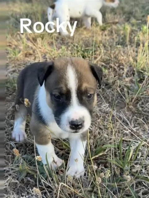A baby medium-sized male Mixed Breed dog named Rocky for adoption in Dallas, TX