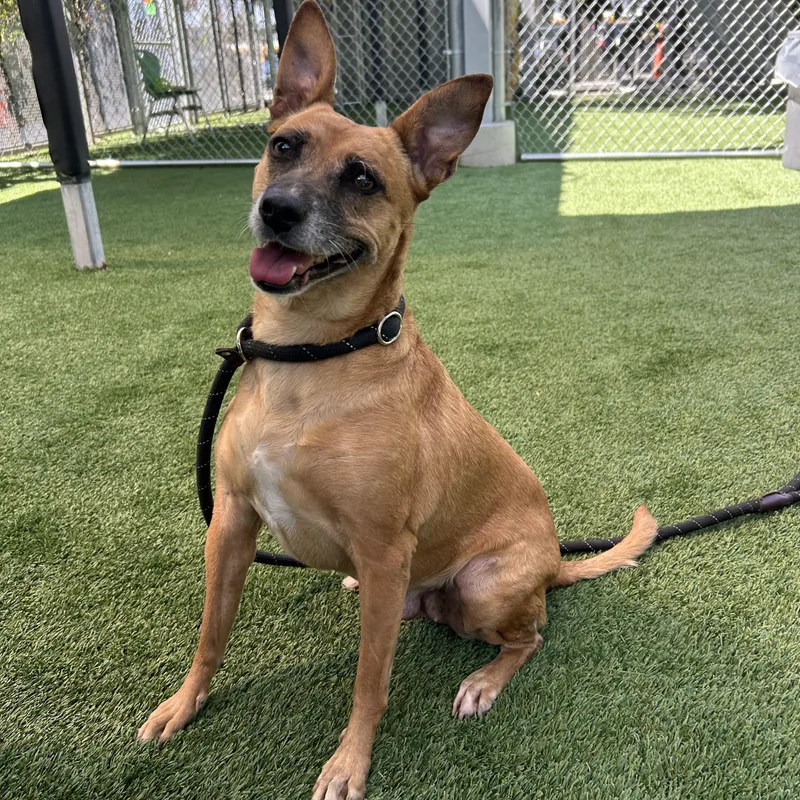 An adult medium-sized female Golden Carolina Dog dog named Toni for adoption in Burbank, CA