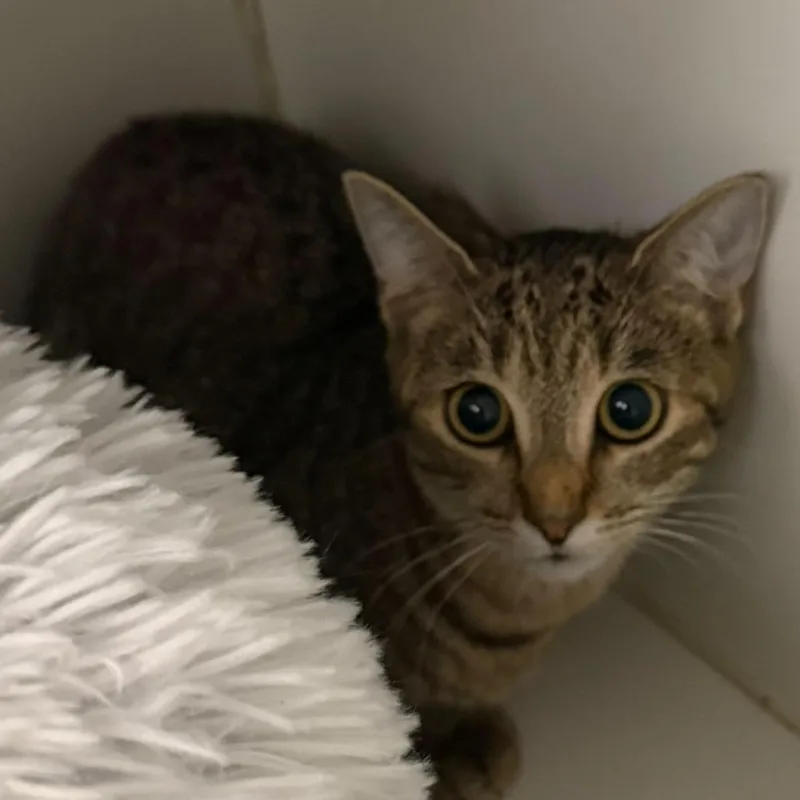 A baby medium-sized female Gray / Blue / Silver Domestic Short Hair cat named Jackie for adoption in Wantagh, NY