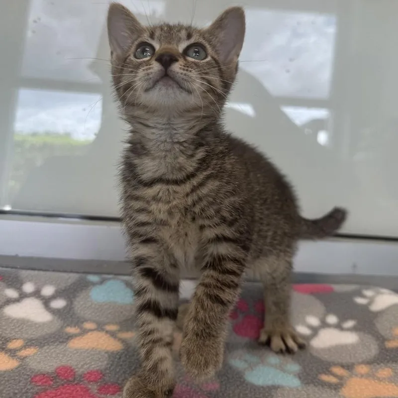 A baby small-sized male Brown / Chocolate Domestic Short Hair cat named Elias for adoption in Naples, FL