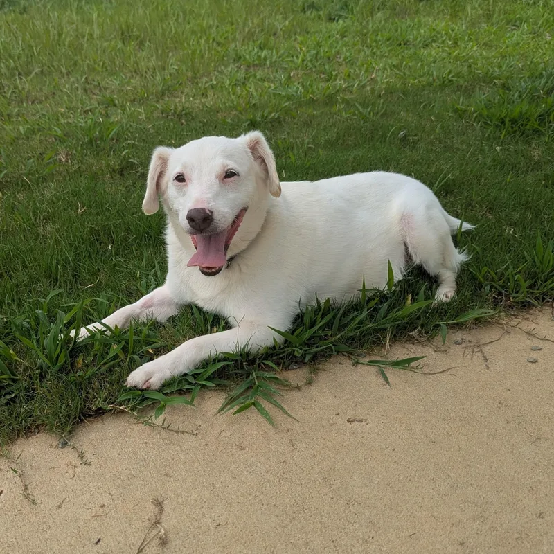 A senior medium-sized male White / Cream Jack Russell Terrier dog named Sven for adoption in Paramus, NJ