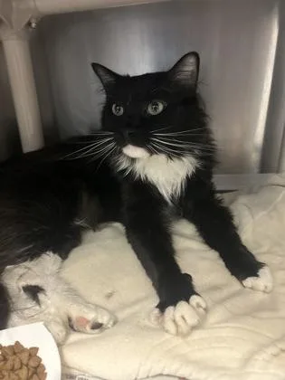 An adult small-sized male Domestic Long Hair cat named Lightning Bolt for adoption in Madison, NJ