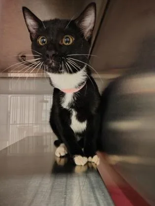 A baby medium-sized male Domestic Short Hair cat named Pink Band for adoption in Gastonia, NC