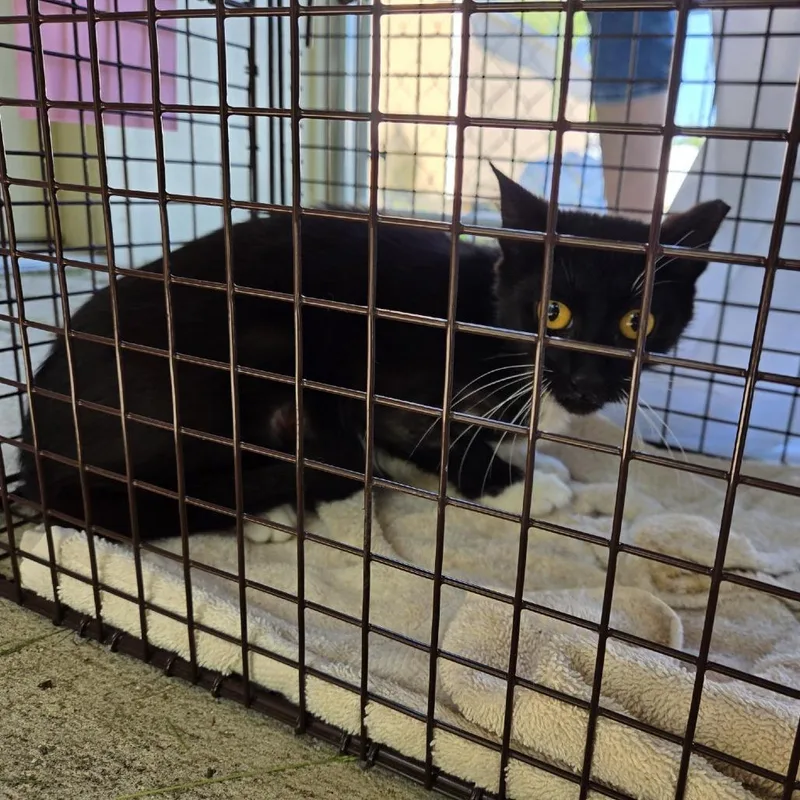An adult medium-sized male Black Domestic Short Hair cat named Felixwc for adoption in Grand Rapids, MI