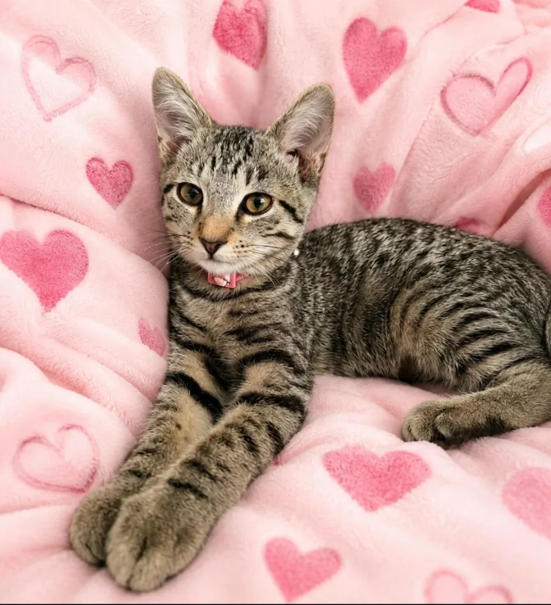 A baby small-sized female Brown / Chocolate Domestic Short Hair cat named Muffin GF for adoption in Woodland Hills, CA