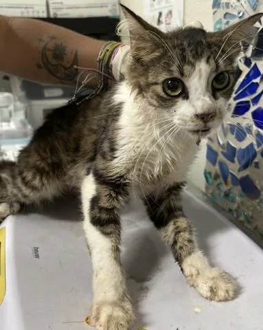 An adult medium-sized male Domestic Medium Hair cat named Quincy for adoption in Pensacola, FL