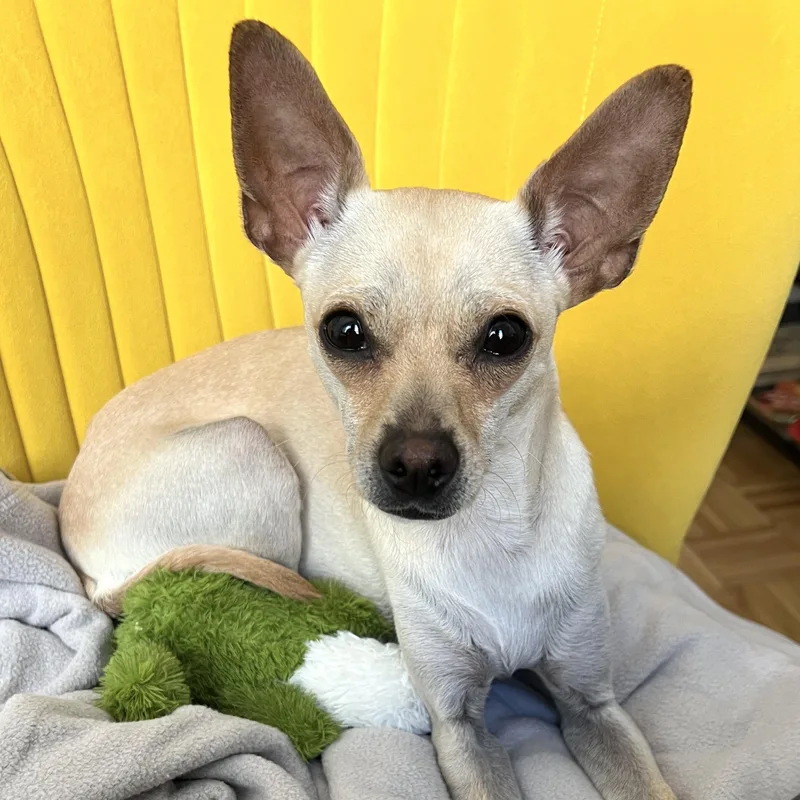 A young small-sized female Yellow / Tan / Blond / Fawn Chihuahua dog named Blondie for adoption in Brooklyn, NY