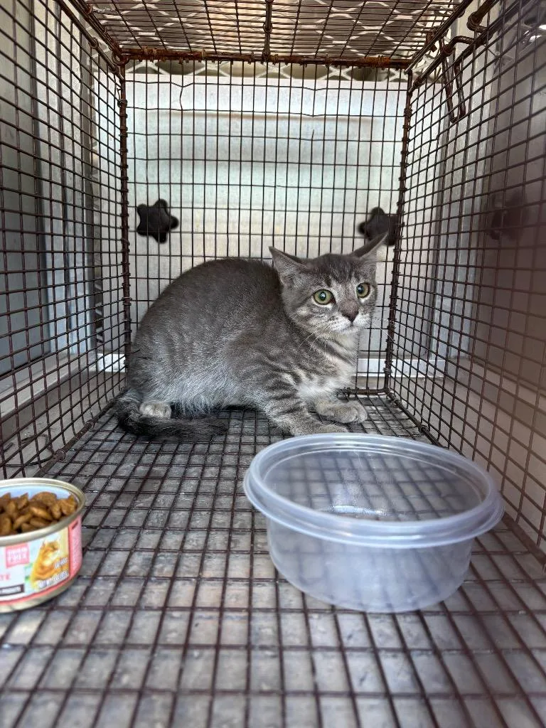 A baby small-sized male Domestic Short Hair cat named Stevie for adoption in New Braunfels, TX