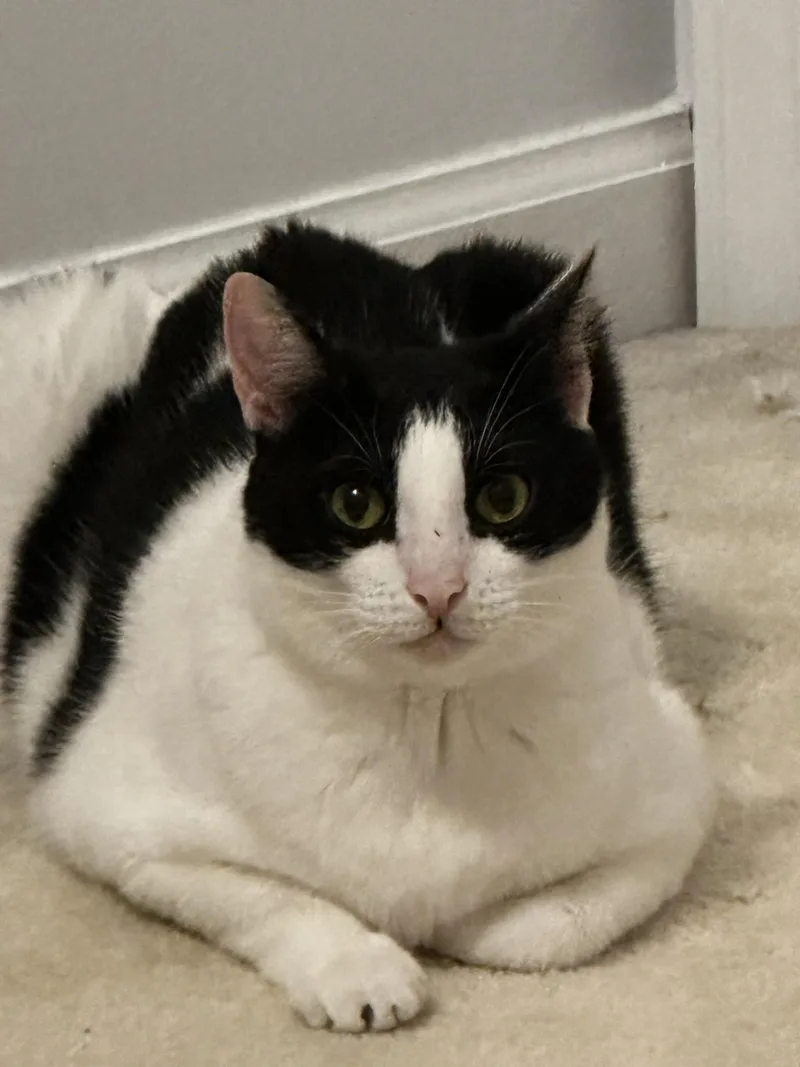 An adult medium-sized female Black & White / Tuxedo Domestic Short Hair cat named Mika for adoption in Marietta, GA