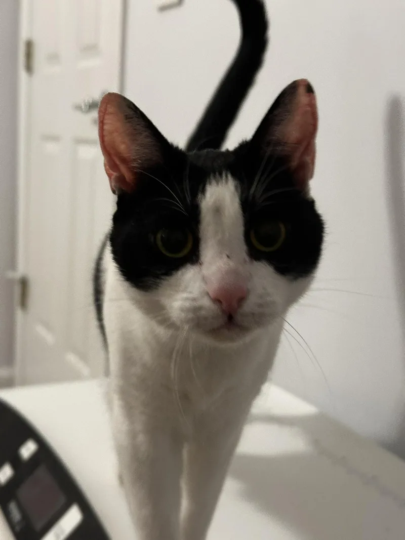 Mika thumbnail 6