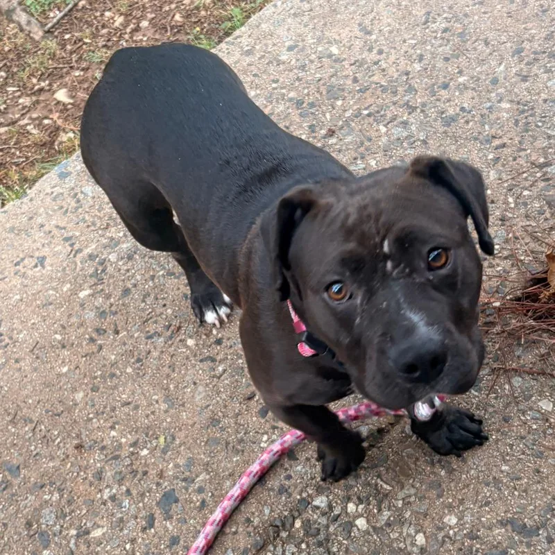 An adult medium-sized female Brown / Chocolate Pit Bull Terrier dog named Tatum for adoption in Greensboro, NC