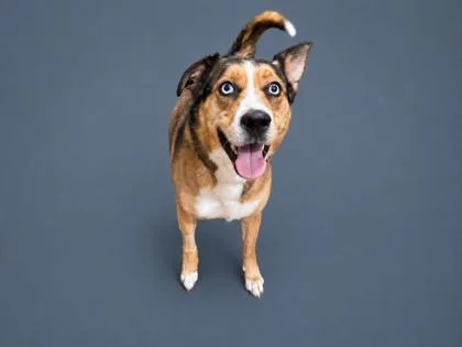 A baby large-sized female Mixed Breed dog named Sadie for adoption in Cumming, GA