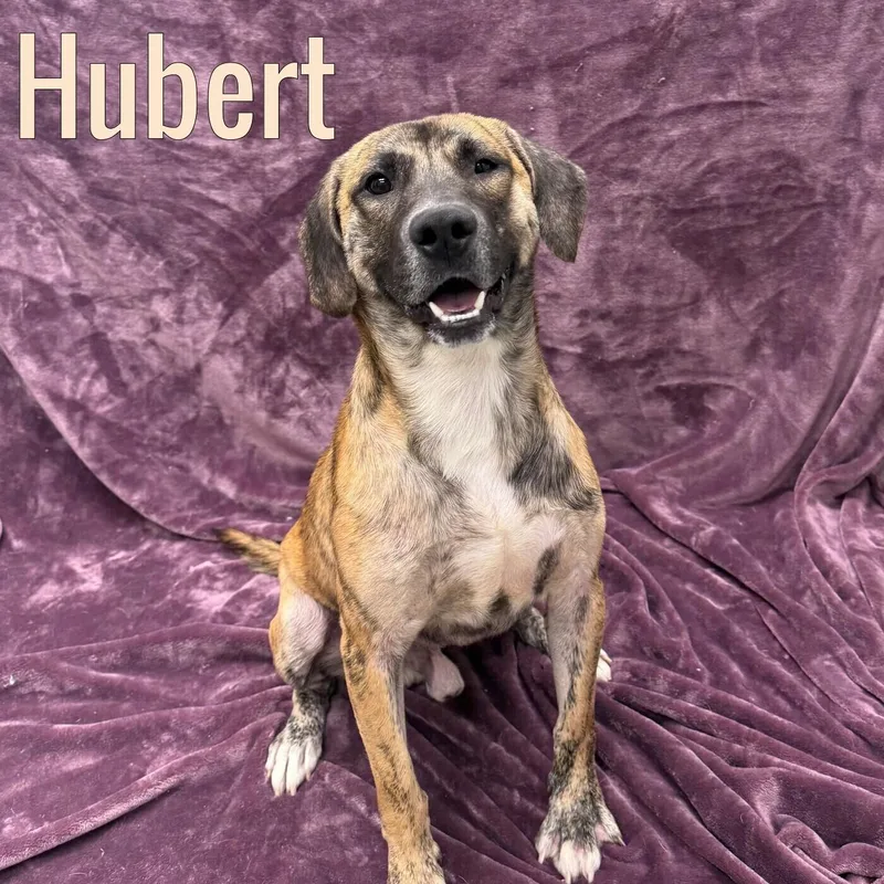A baby medium-sized male Brindle Hound dog named Hubert for adoption in Pleasantville, NJ