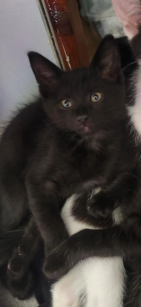 A baby medium-sized male Black Domestic Short Hair cat named Triumph for adoption in Reynoldsburg, OH