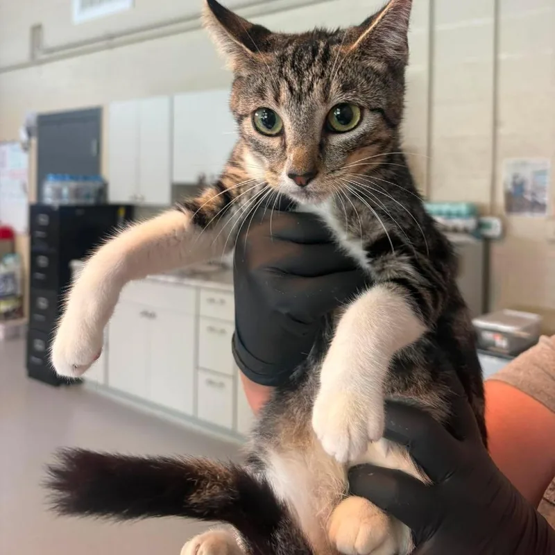 A young medium-sized female Domestic Short Hair cat named Jade for adoption in Huntington, WV