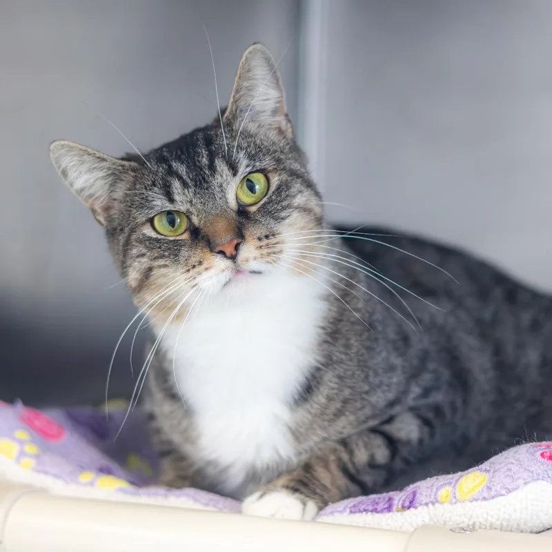 A young large-sized female Brown / Chocolate Domestic Short Hair cat named Freda for adoption in Newark, DE