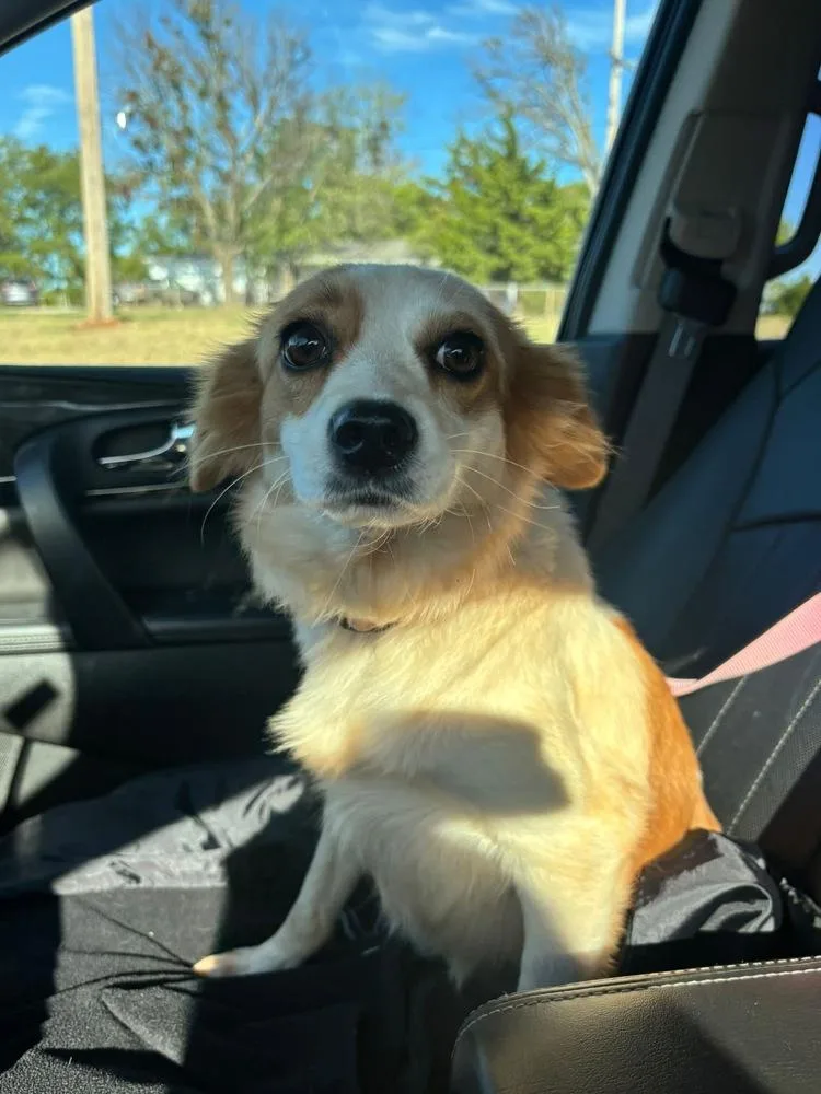 A young small-sized female Australian Shepherd dog named Possum for adoption in Shawnee, OK